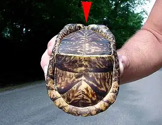 Plastron fully closed