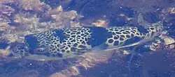 Smooth toadfish, Tetractenos glaber (Tetraodontidae)