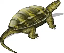 Thaichelys ruchae