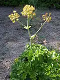 Thapsia nitida