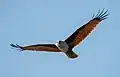 Image 18The Brahminy kite (Haliastur indus) is a medium-sized bird of prey in the family Accipitridae found in the Indian subcontinent, Southeast Asia and Australia. They are found mainly on the coast and in inland wetlands, where they feed on dead fish and other prey. Adults have a reddish-brown body plumage contrasting with their white head and breast which make them easy to distinguish from other birds of prey. The pictured specimen was photographed at Kuakata Eco-Park. Photo Credit: Md. Tareq Aziz Touhid