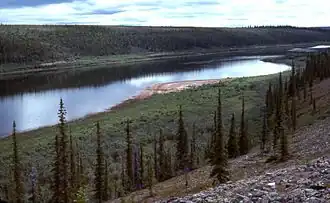 A wide river flows slowly through a forest of short, widely spaced evergreen trees.