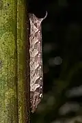 Larva (brown form)