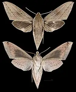 Theretra latreillii