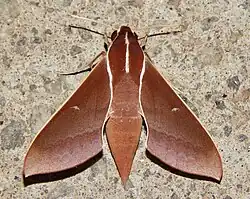 Theretra pallicosta