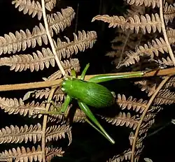 Thoracistus sp.