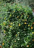 Thunbergia alata