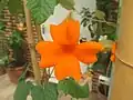 Thunbergia gregorii