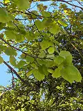 Leaves