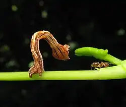 Mid instar