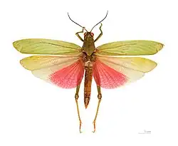 Titanacris picticrus