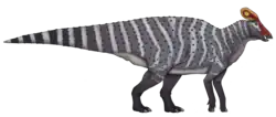 Tlatolophus galorum