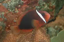 Photo of species