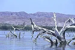 Topock Marsh