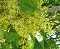Detail of flowers