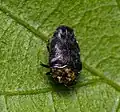 Trachys auricollis, China
