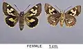 Mounted Female