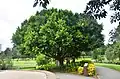Tree at Gough Whitlam Park, Earlwood 2018