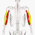 Animation. Close up.   Long head.   Lateral head.   Medial head.