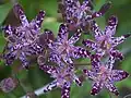 Tricyrtis hirta