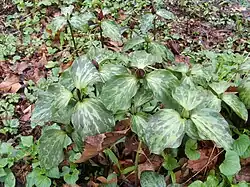 A population in the early stages of flowering, still in bud
