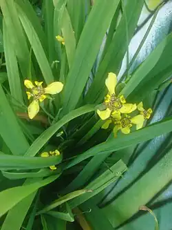 T. fosteriana
