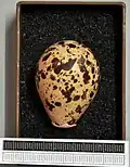 Egg, Collection Museum Wiesbaden