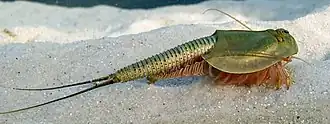 Tadpole shrimp facing left on desert sand