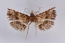 Triscaedecia dactyloptera