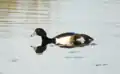 Tufted duck near Newport Wetlands RSPB Reserve visitor centre/picnic and play area