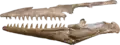 A photograph of a partial mosasaur skull