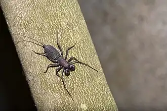 Typopeltis crucifer