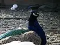 Peacock