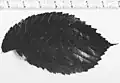 Leaf of 'Wentworthii Pendula', Kew Gardens[8]