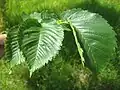 VADA leaves