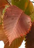 Red autumn leaves, U. laevis