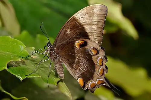 Image 16 Papilio ulysses Photo credit: Fir0002 The Ulysses Butterfly (Papilio ulysses) is a large Australian swallowtail with a wingspan of about 14 cm (5.5 in). The top of the butterfly’s wings are an iridescent electric blue; the underside is a more subdued black and brown coloration. When the butterfly is perched the intense blue of its wings is hidden (as seen here), helping it to blend in with its surroundings. More selected pictures