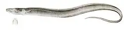 an example of this genus, an eel