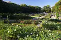 rose garden