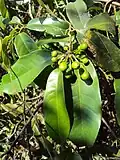 Fruits