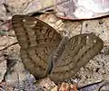 At Jairampur, Arunachal Pradesh, India