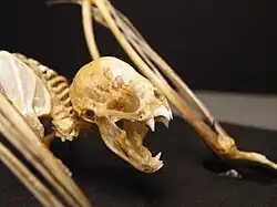 The image depicts a vampire bat skeleton, with particular visual emphasis on the skull.