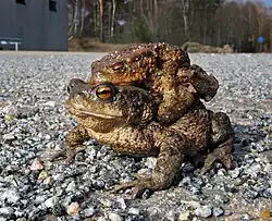 Image 14Common toad, female and male on her back. (from True toad)