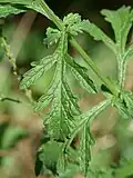 Closeup of foliage