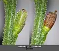 Fruits (still attached to plant) that on right with calyx removed