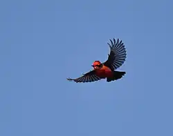 Flying bird on blue sky