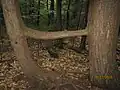 In Vermont