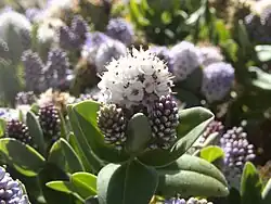 Plants