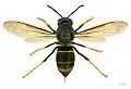Mounted specimen