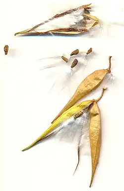 Seeds and hairy wool